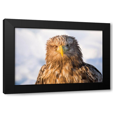 Japan-Hokkaido-Rausu-white-tailed eagle-Haliaeetus albicilla Headshot of a white-tailed eagle Black Modern Wood Framed Art Print by Goff, Ellen