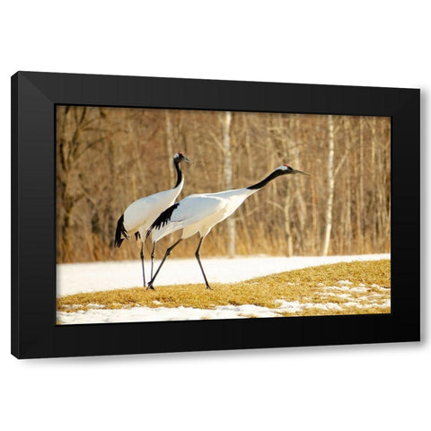 Japan-Hokkaido-Kushiro An adult red-crowned crane prepares to take flight Black Modern Wood Framed Art Print with Double Matting by Goff, Ellen