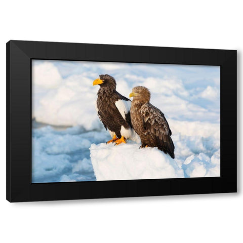 Japan-Hokkaido-Rausu Portrait of a Stellers sea eagle nest to a white-tailed eagle Black Modern Wood Framed Art Print with Double Matting by Goff, Ellen