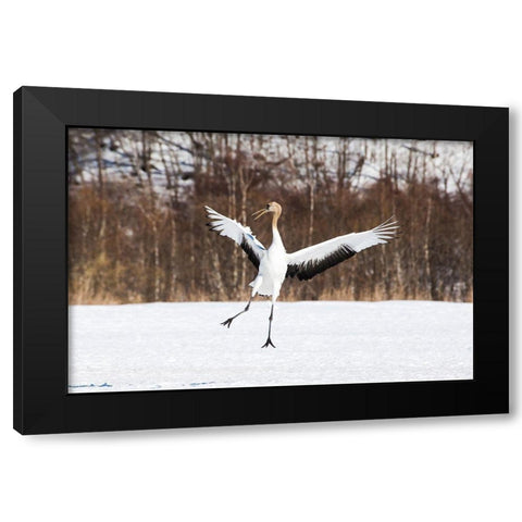 Japan-Hokkaido-Kushiro An immature red-crowned crane spreads its wings in its dance practice Black Modern Wood Framed Art Print with Double Matting by Goff, Ellen