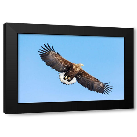 Japan-Hokkaido-Kushiro Portrait of a white-tailed eagle in flight Black Modern Wood Framed Art Print with Double Matting by Goff, Ellen