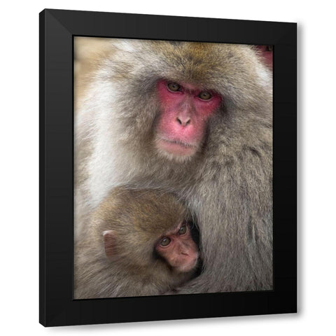 Japan-Nagano Portrait of a Japanese macaque cuddling her baby Black Modern Wood Framed Art Print with Double Matting by Goff, Ellen