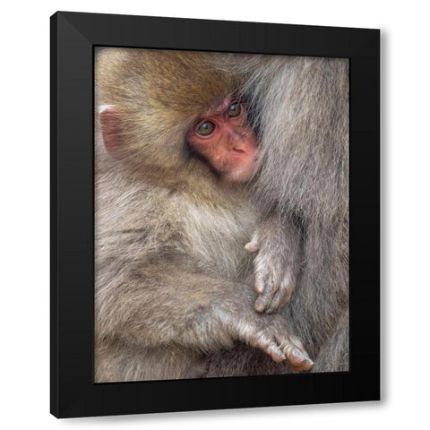 Japan-Nagano A baby Japanese macaque looks out from cuddling in its mothers fur to keep warm Black Modern Wood Framed Art Print by Goff, Ellen