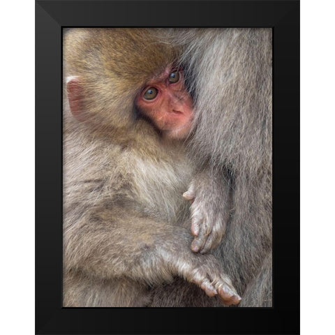 Japan-Nagano A baby Japanese macaque looks out from cuddling in its mothers fur to keep warm Black Modern Wood Framed Art Print by Goff, Ellen