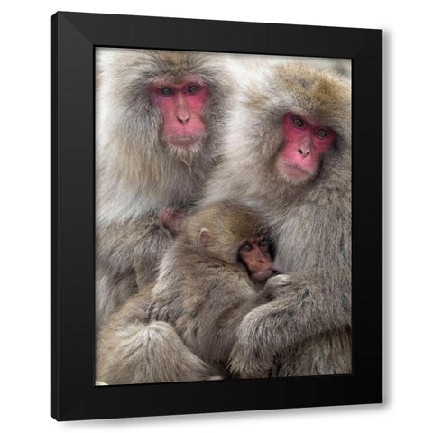 Japan-Nagano Portrait of a Japanese macaque cuddling her baby while a relative sits beside them Black Modern Wood Framed Art Print with Double Matting by Goff, Ellen
