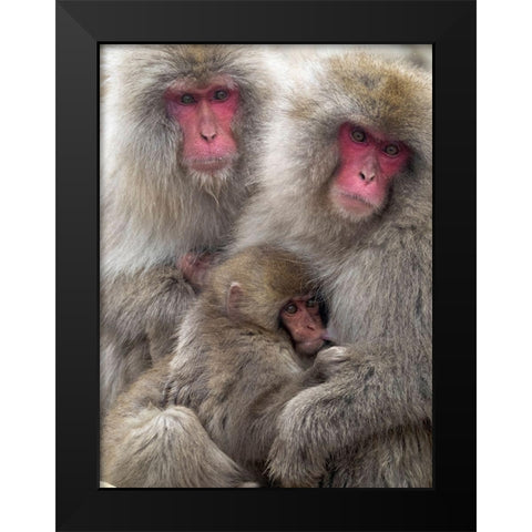 Japan-Nagano Portrait of a Japanese macaque cuddling her baby while a relative sits beside them Black Modern Wood Framed Art Print by Goff, Ellen