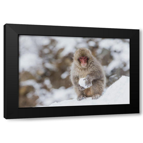 Japan-Nagano A young Japanese macaque plays with a snowball Black Modern Wood Framed Art Print by Goff, Ellen
