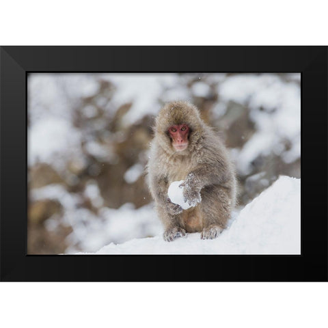 Japan-Nagano A young Japanese macaque plays with a snowball Black Modern Wood Framed Art Print by Goff, Ellen