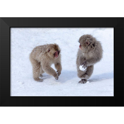 Japan-Nagano Young Japanese macaques play with a snowball Black Modern Wood Framed Art Print by Goff, Ellen