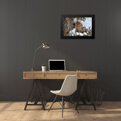 Japan-Nagano An adult Japanese snow monkey sits in a cedar tree Black Modern Wood Framed Art Print by Goff, Ellen