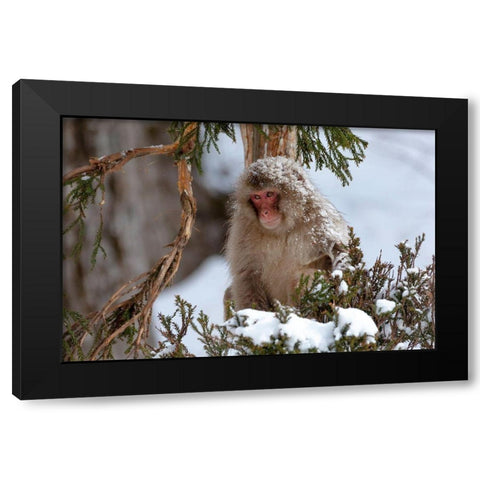 Japan-Nagano An adult Japanese snow monkey sits in a cedar tree Black Modern Wood Framed Art Print by Goff, Ellen