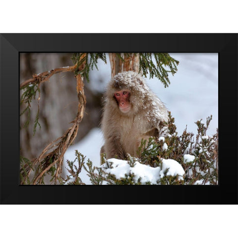 Japan-Nagano An adult Japanese snow monkey sits in a cedar tree Black Modern Wood Framed Art Print by Goff, Ellen