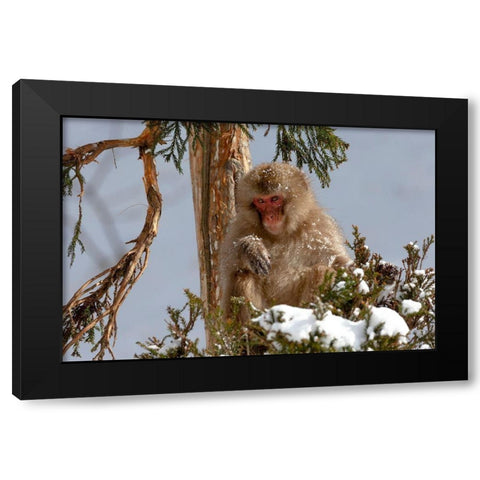 Japan-Nagano An adult Japanese snow monkey sits in a cedar tree Black Modern Wood Framed Art Print by Goff, Ellen
