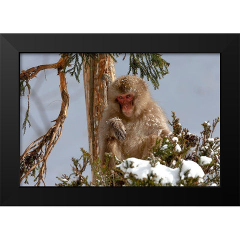 Japan-Nagano An adult Japanese snow monkey sits in a cedar tree Black Modern Wood Framed Art Print by Goff, Ellen
