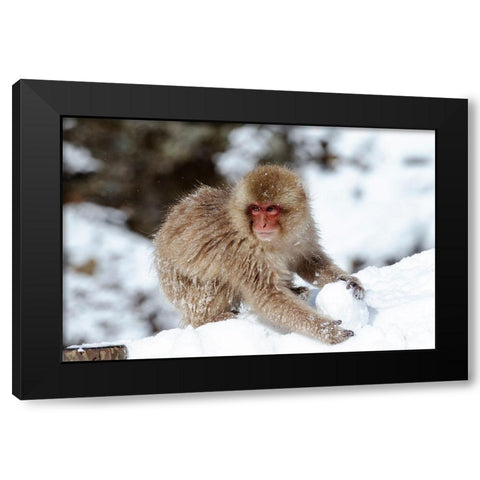 Japan-Nagano A young Japanese macaque plays with a snowball Black Modern Wood Framed Art Print with Double Matting by Goff, Ellen