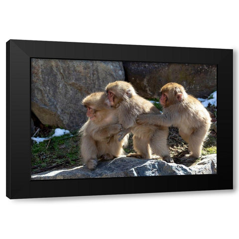 Japan-Nagano Three baby snow monkeys hold on to each other for comfort Black Modern Wood Framed Art Print by Goff, Ellen