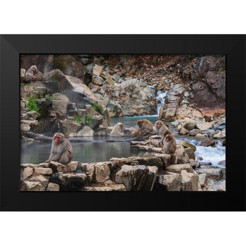 Japanese snow monkeys-macaques-sitting around the hot springs of Jigokudani Park Black Modern Wood Framed Art Print by Haddad, Sheila