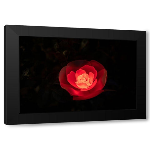 A red illuminated rose at night in a flower garden in Japan Black Modern Wood Framed Art Print with Double Matting by Haddad, Sheila
