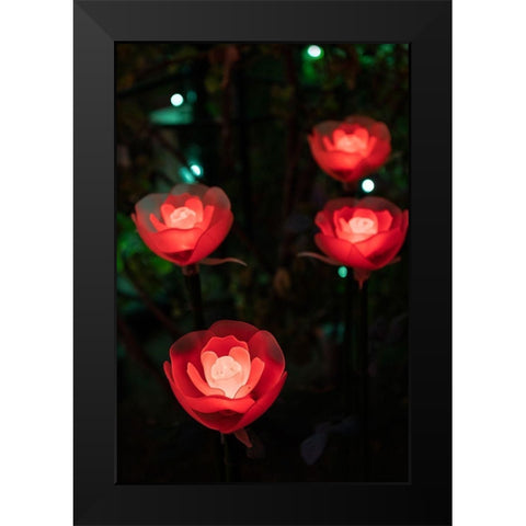 Illuminated red roses of the Ashikaga Flower park-Japan-at night in winter Black Modern Wood Framed Art Print by Haddad, Sheila