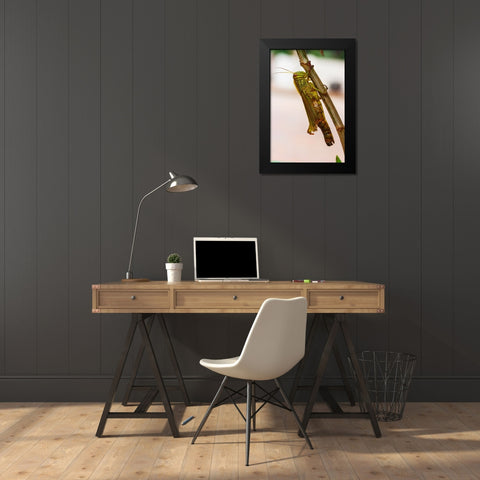 Laos-Luang Prabang Close-up of grasshopper Black Modern Wood Framed Art Print by Haseltine, Tom