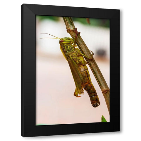 Laos-Luang Prabang Close-up of grasshopper Black Modern Wood Framed Art Print with Double Matting by Haseltine, Tom