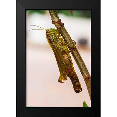 Laos-Luang Prabang Close-up of grasshopper Black Modern Wood Framed Art Print by Haseltine, Tom