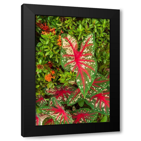 Close-up of green and red leaves of a Caladium bicolor Black Modern Wood Framed Art Print with Double Matting by Haseltine, Tom