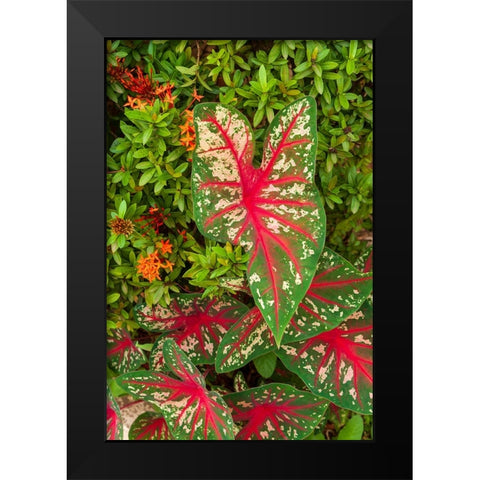 Close-up of green and red leaves of a Caladium bicolor Black Modern Wood Framed Art Print by Haseltine, Tom
