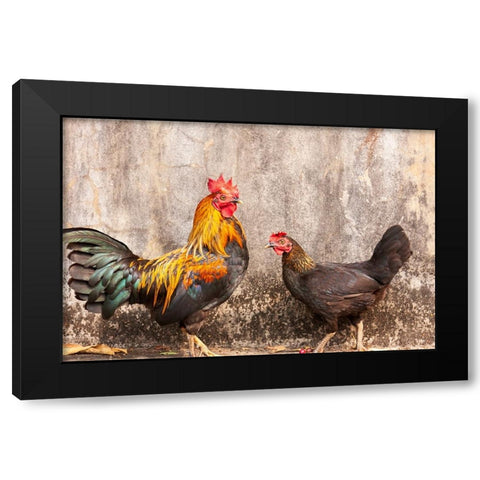 Laos- Luang Prabang. Chickens. A rooster and a hen. Black Modern Wood Framed Art Print by Haseltine, Tom