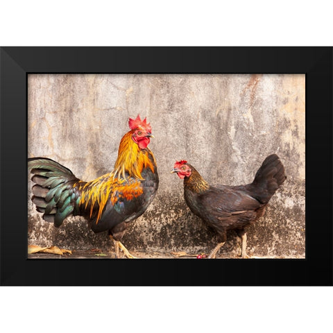 Laos- Luang Prabang. Chickens. A rooster and a hen. Black Modern Wood Framed Art Print by Haseltine, Tom