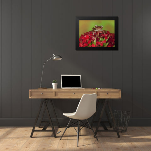 Borneo Cinnamon Tree Frog on red flowers Black Modern Wood Framed Art Print by Flaherty, Dennis