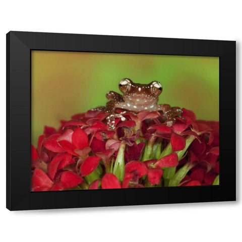 Borneo Cinnamon Tree Frog on red flowers Black Modern Wood Framed Art Print by Flaherty, Dennis