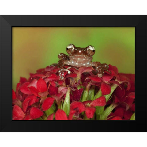 Borneo Cinnamon Tree Frog on red flowers Black Modern Wood Framed Art Print by Flaherty, Dennis