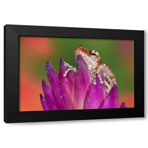 Borneo Close-up of Cinnamon Ttree Frog Black Modern Wood Framed Art Print by Flaherty, Dennis