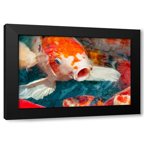 Malaysia- Malacca (Melaka). Close-up of koi fish. Black Modern Wood Framed Art Print by Haseltine, Tom