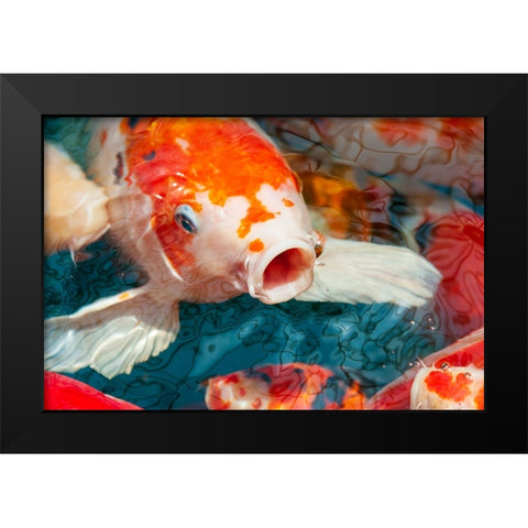 Malaysia- Malacca (Melaka). Close-up of koi fish. Black Modern Wood Framed Art Print by Haseltine, Tom
