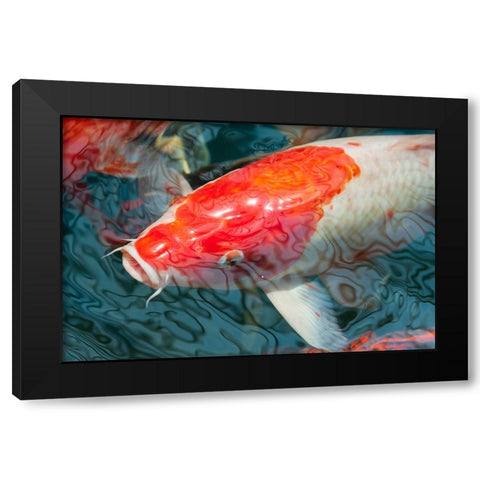 Malaysia- Malacca (Melaka). Close-up of koi fish. Black Modern Wood Framed Art Print by Haseltine, Tom