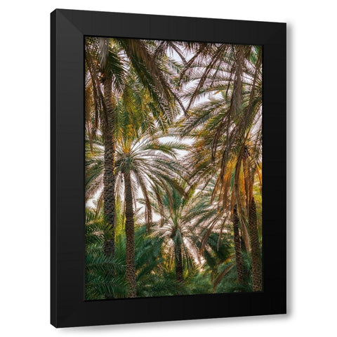 Middle East-Arabian Peninsula-Oman-Ad Dakhiliyah-Nizwa-Palm trees in Nizwa-Oman Black Modern Wood Framed Art Print by Wilson, Emily M.