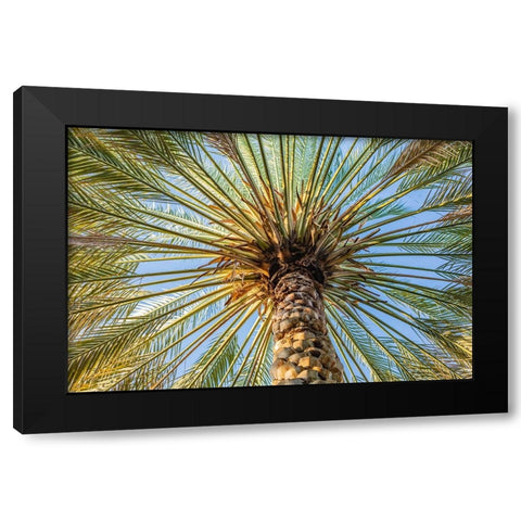 Middle East-Arabian Peninsula-Oman-Ad Dakhiliyah-Nizwa-Palm tree against blue sky in Nizwa-Oman Black Modern Wood Framed Art Print with Double Matting by Wilson, Emily M.