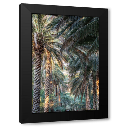 Middle East-Arabian Peninsula-Oman-Ad Dakhiliyah-Nizwa-Palm trees in Nizwa-Oman Black Modern Wood Framed Art Print with Double Matting by Wilson, Emily M.
