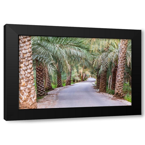 Middle East-Arabian Peninsula-Oman-Ad Dakhiliyah-Nizwa-Palm trees along a road in Nizwa-Oman Black Modern Wood Framed Art Print with Double Matting by Wilson, Emily M.