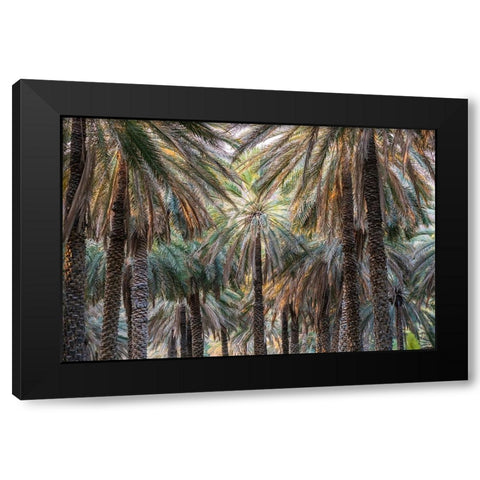 Middle East-Arabian Peninsula-Oman-Ad Dakhiliyah-Nizwa-Palm trees in Nizwa-Oman Black Modern Wood Framed Art Print by Wilson, Emily M.