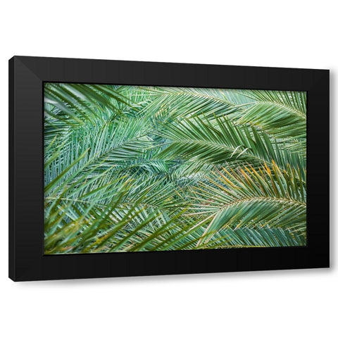 Middle East-Arabian Peninsula-Oman-Ad Dakhiliyah-Nizwa-Palm tree fronds in Nizwa-Oman Black Modern Wood Framed Art Print with Double Matting by Wilson, Emily M.