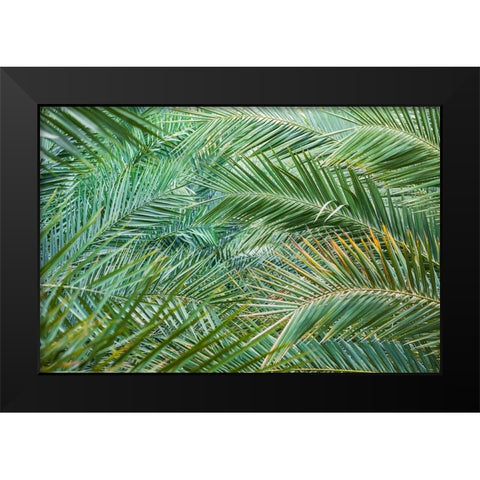 Middle East-Arabian Peninsula-Oman-Ad Dakhiliyah-Nizwa-Palm tree fronds in Nizwa-Oman Black Modern Wood Framed Art Print by Wilson, Emily M.