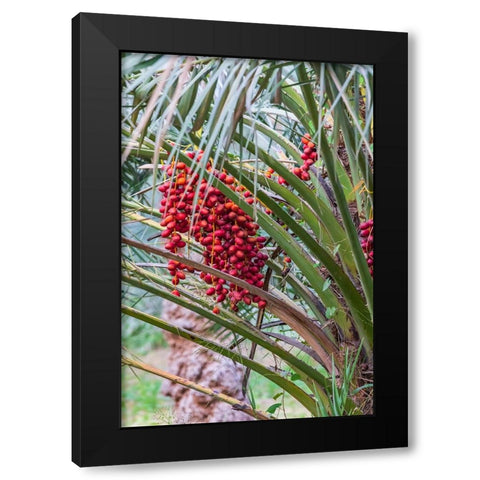 Middle East-Arabian Peninsula-Oman-Ad Dakhiliyah-Nizwa-Dates on a date palm tree in Nizwa-Oman Black Modern Wood Framed Art Print with Double Matting by Wilson, Emily M.