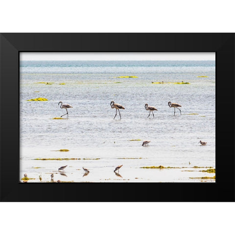 Middle East-Arabian Peninsula-Al Batinah South-Mahout-Flamingos Black Modern Wood Framed Art Print by Wilson, Emily M.