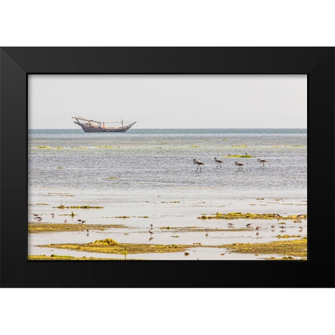 Middle East-Arabian Peninsula-Al Batinah South-Mahout-Flamingos Black Modern Wood Framed Art Print by Wilson, Emily M.