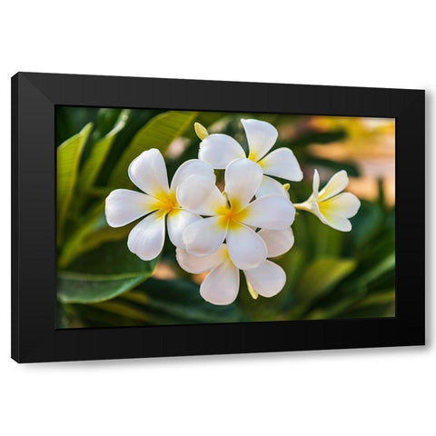 Middle East-Arabian Peninsula-Oman-Muscat-Quriyat-Plumeria blossoms in a garden Black Modern Wood Framed Art Print with Double Matting by Wilson, Emily M.