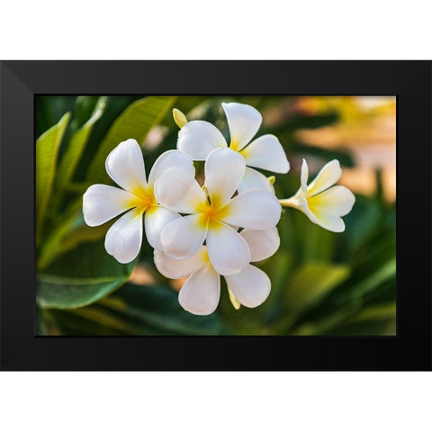 Middle East-Arabian Peninsula-Oman-Muscat-Quriyat-Plumeria blossoms in a garden Black Modern Wood Framed Art Print by Wilson, Emily M.