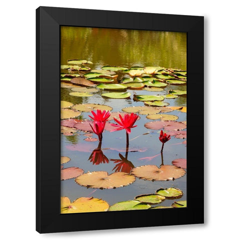 Thailand Royal Park Ratchaphruek Water lilies Black Modern Wood Framed Art Print by Haseltine, Tom